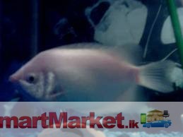 Jam gourami For Sale or Exchange