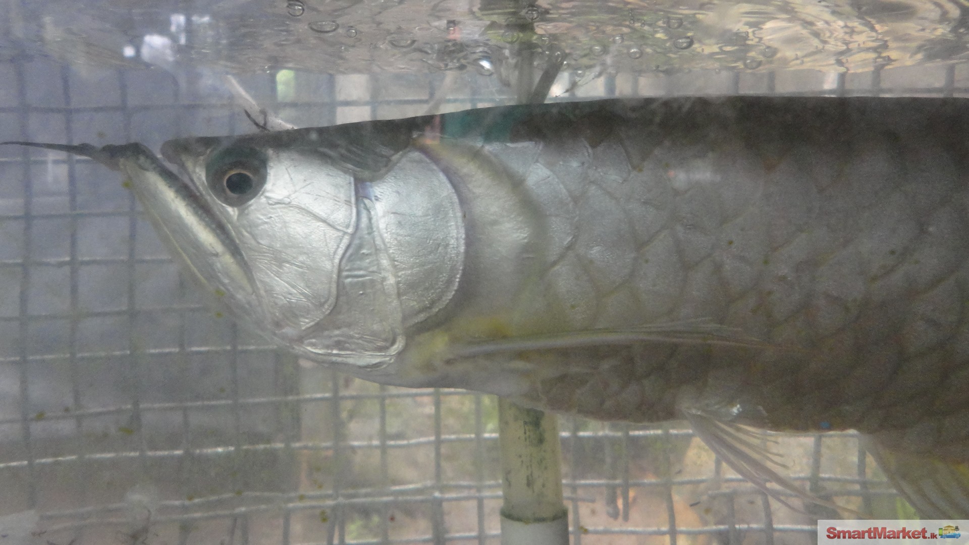 AROWANA Silver fish for sale