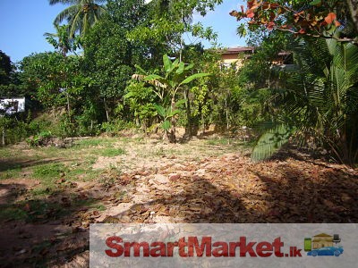 22P Cultivated Land for Sale @ Ragama