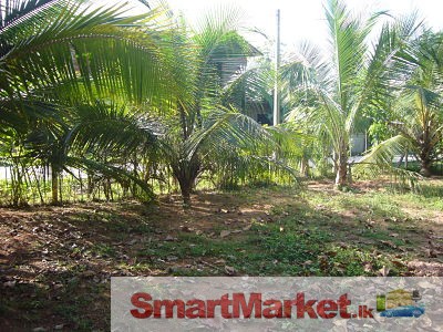 22P Cultivated Land for Sale @ Ragama