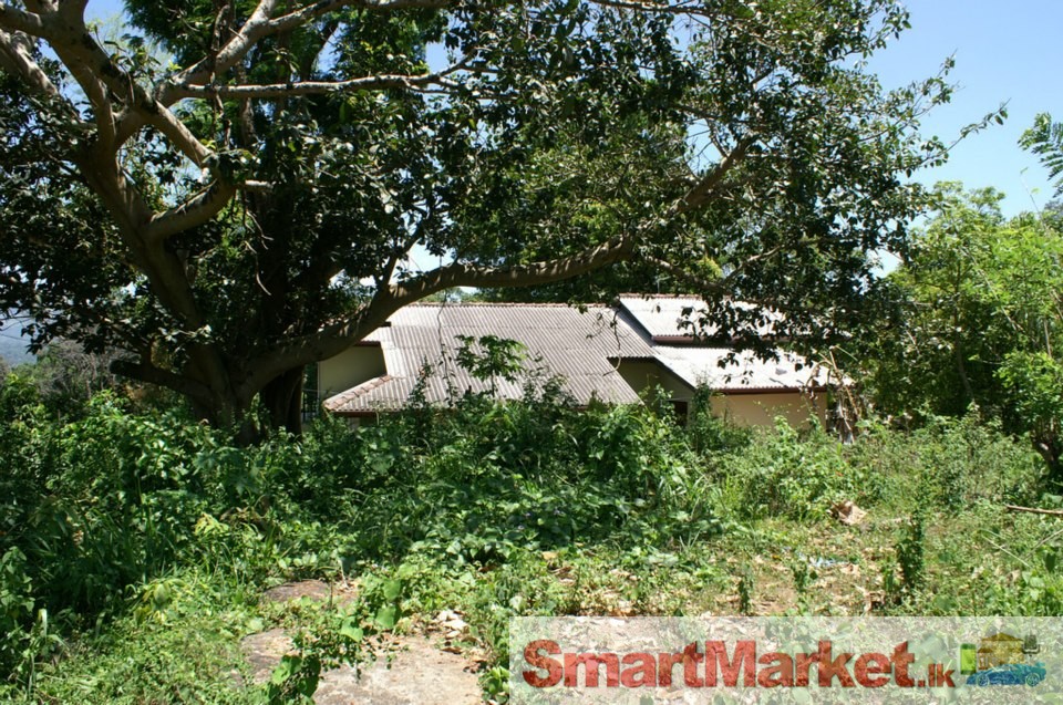Bare land for IMMEDIATE SALE in between pallekele and digana high elevation