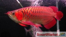 Red Dragon Arowana Fish Topest Quality For Sale Check Them Out