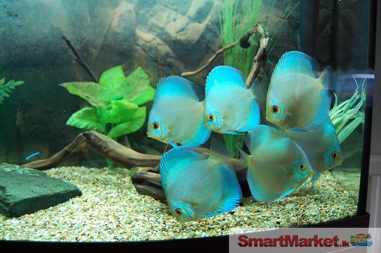 Discus fish for Sale