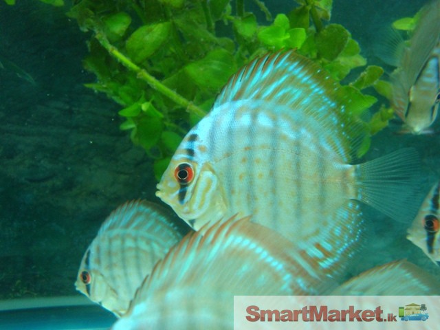 Discus fish for Sale