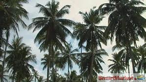 25 coconut acres with Bungalow