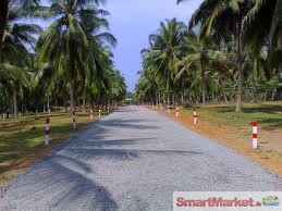 70 coconut acres in Kuliyapitiya