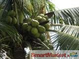 21 coconut acres in Kuliyapitiya