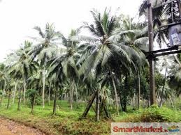 18 coconut acres in Wariyapola