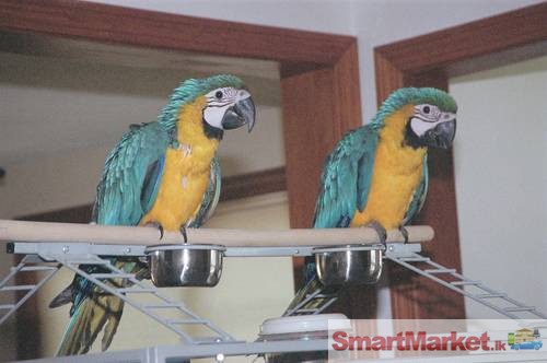 Trained Tame Parrots for sale