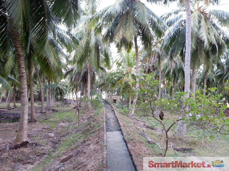 Coconut land for Sale