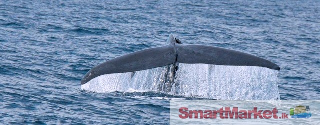Whales watching in sri lanka