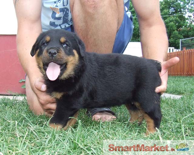 Male and Female Rottweiler Puppies Available