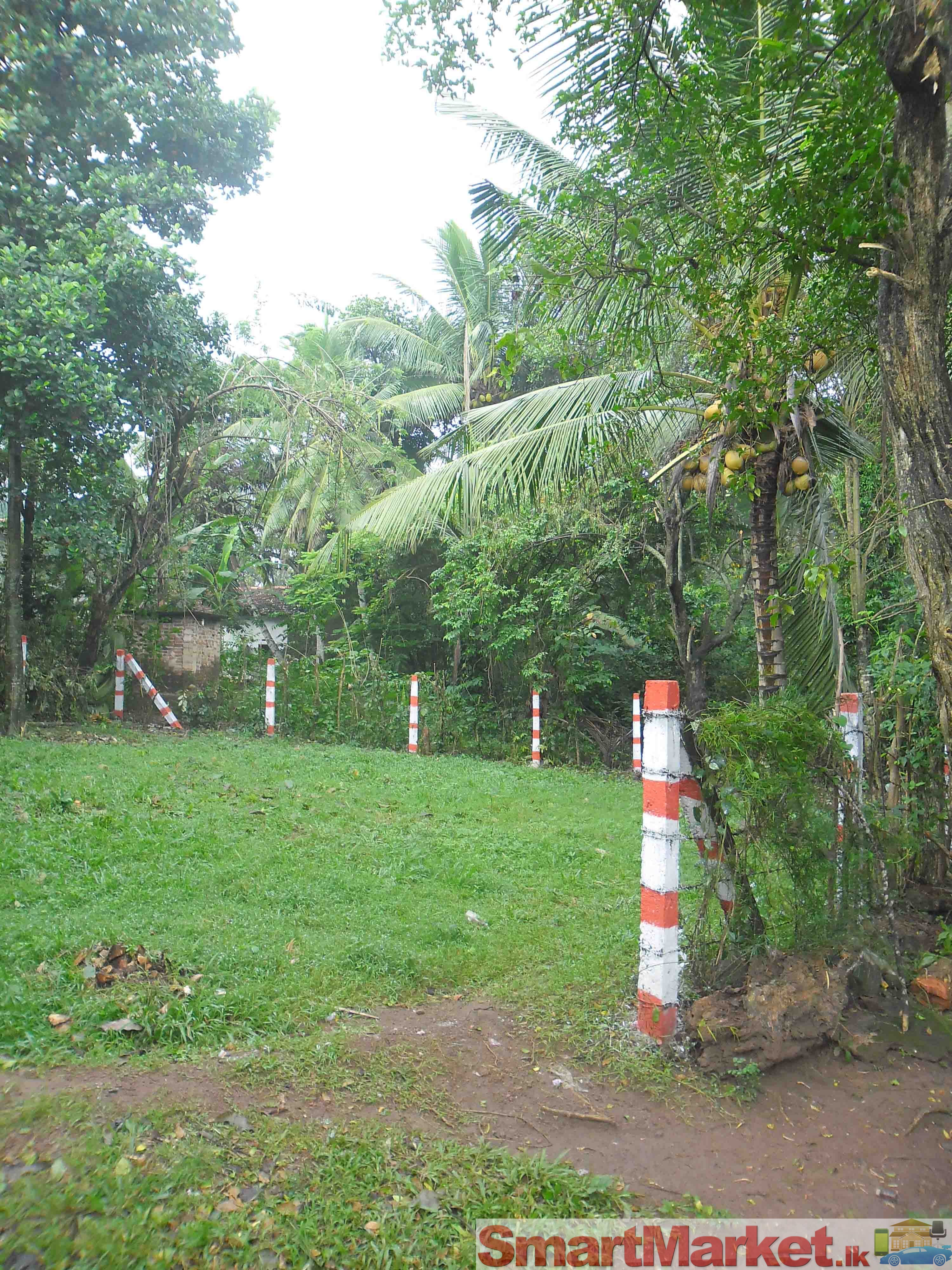 Land for sale in de mazanad road kadana