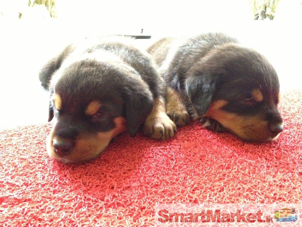 Pedigree Rottweiler Puppies for Sale