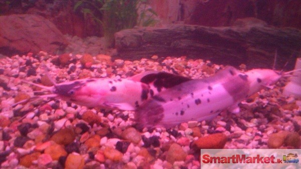 Marble Cat Fish (2 Nos / big size) For sal