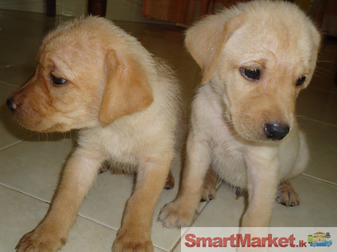 Labrador Retriever Puppies For sale