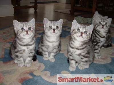 British Shorthair kittens for your home