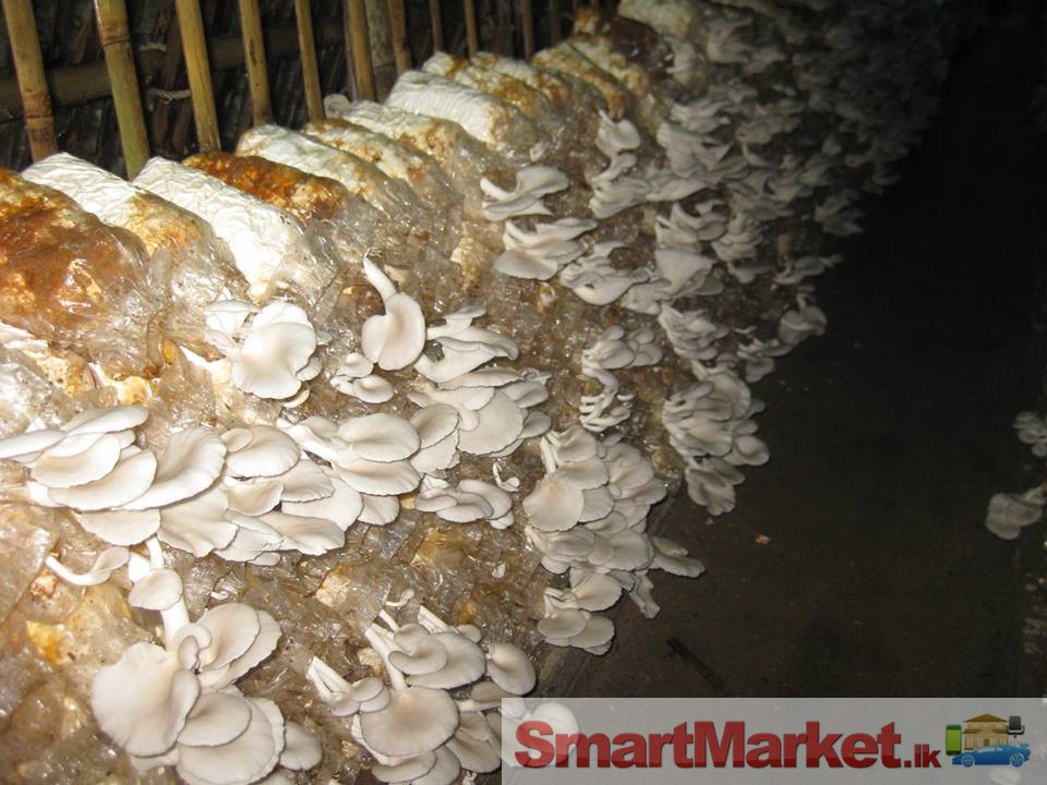 Mushroom  growing kit  For sale