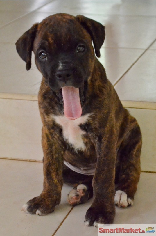 Boxer pupies for sale
