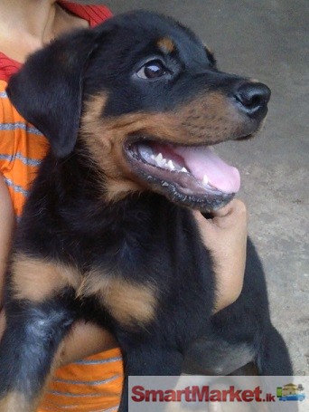 Purebred Female  Rottweiler pup for sale