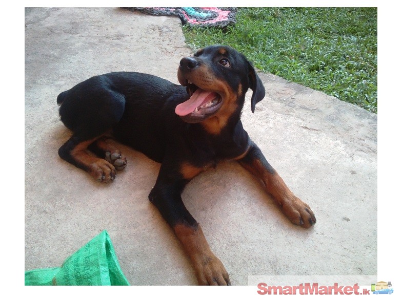 Purebred Female  Rottweiler pup for sale