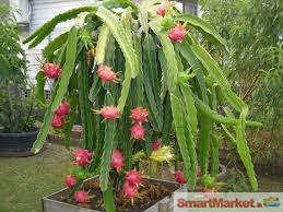 Dragon fruit planting materials For sale