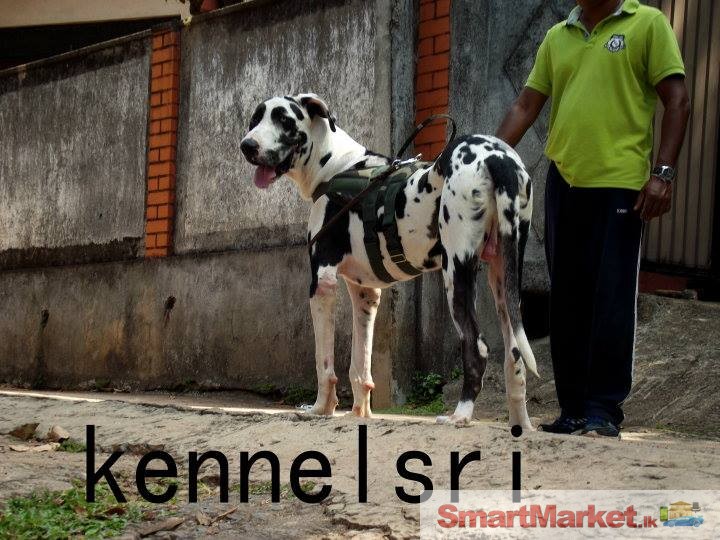 Winky the Great dane of 12 months