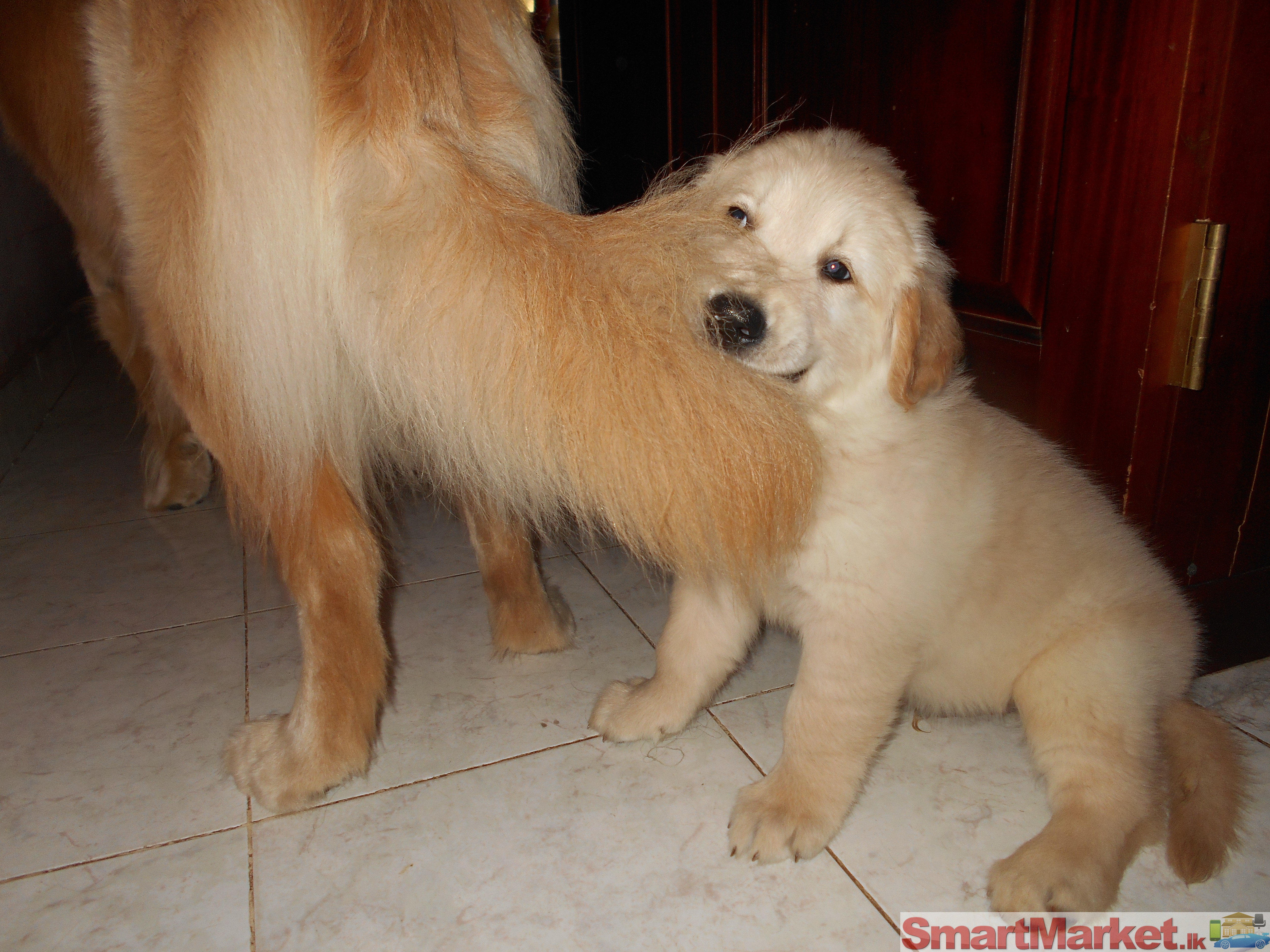 Pure bred Golden Retriever puppy for sale