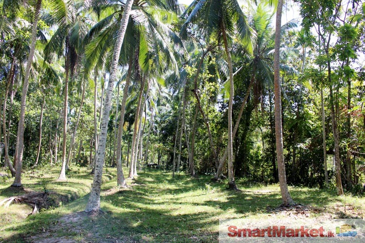 100 Perches Land for Sale in Bemmulla, Gampaha.