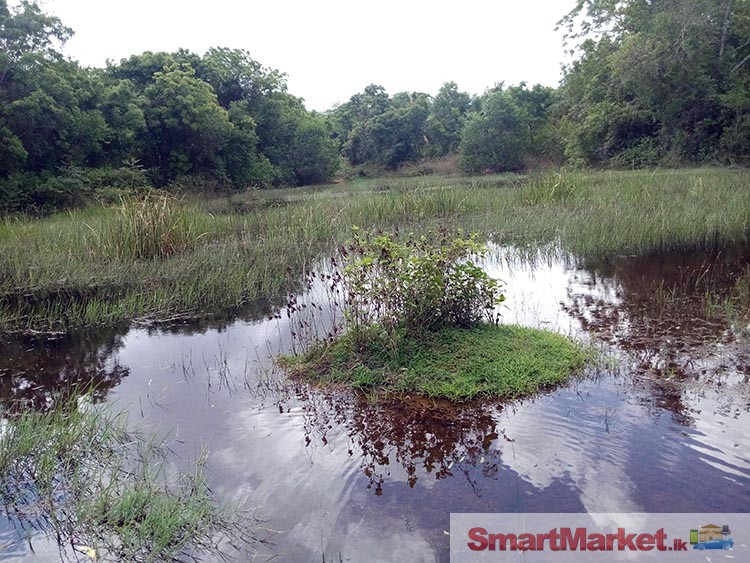 20 Acres Land for Sale in Anamaduwa.