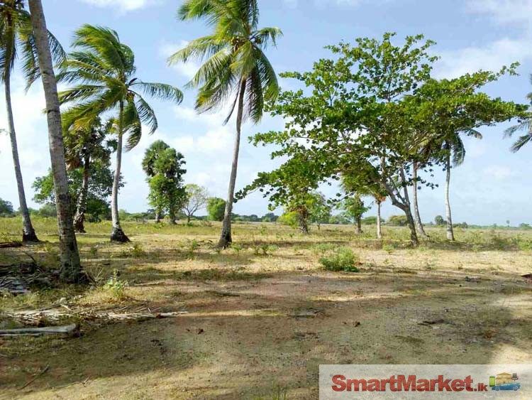 2 1/2 Acres Land for Sale in Mannar.