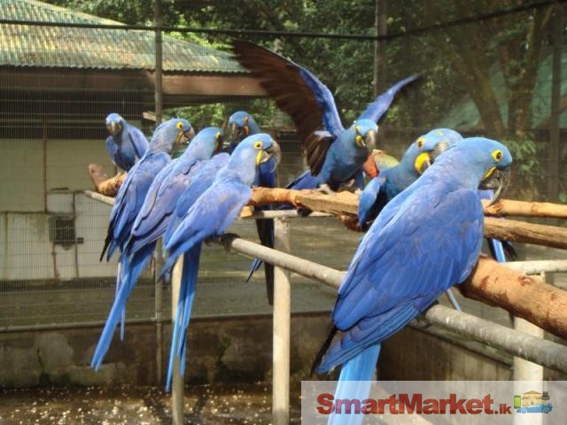 Parrots for sale- Various Species Available-Tamed, Healthy, Hand Raised