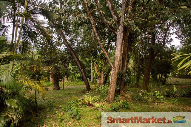 9 Acres Land for Sale in Horana