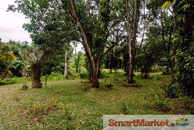9 Acres Land for Sale in Horana