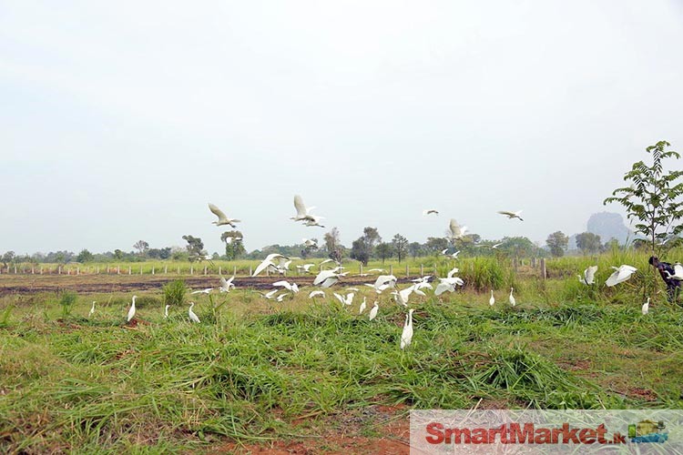 7 Acres Eco Friendly Land for Sale in Sigiriya