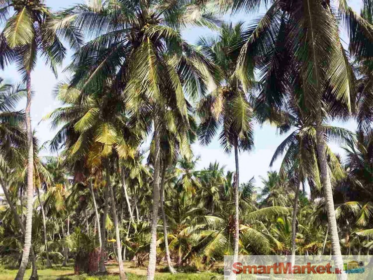 8 Acre Coconut Cultivated Land in Ja-Ela