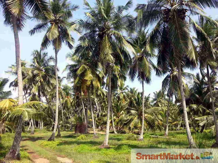 8 Acre Coconut Cultivated Land in Ja-Ela