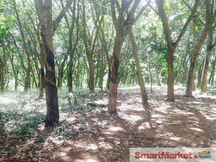 1 Acres Land for Sale in Piliyandala
