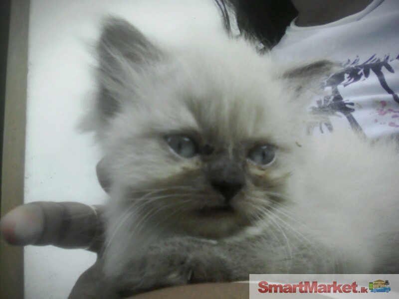 Male persian cat for sale