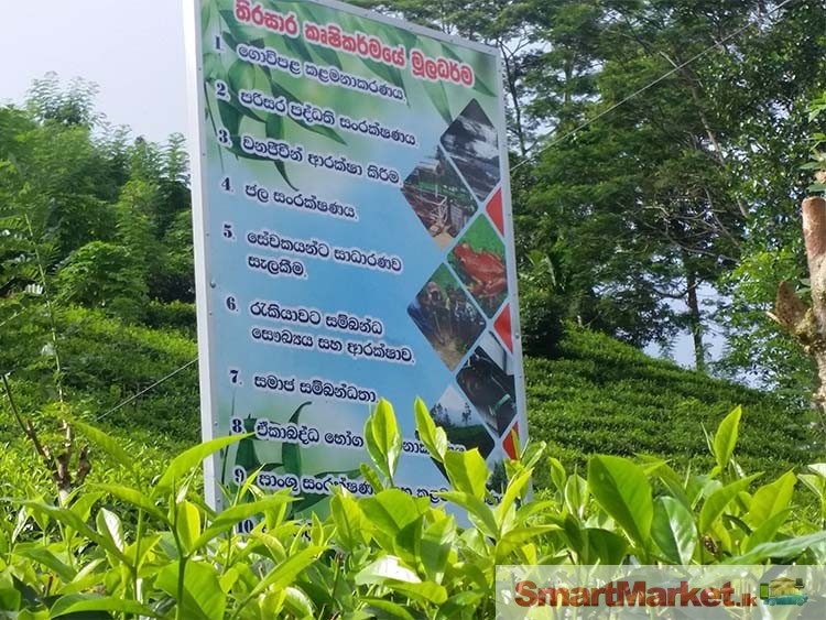 Well Grown Tea Estate for Sale in Morawaka