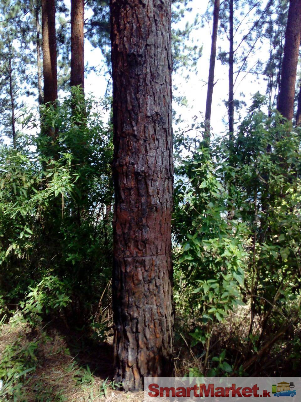 Land with pine trees for sale in Hatton