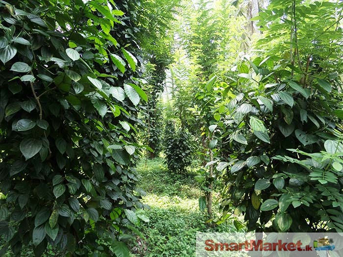 Well Cultivated 152 Perches Land for Sale in Matale.