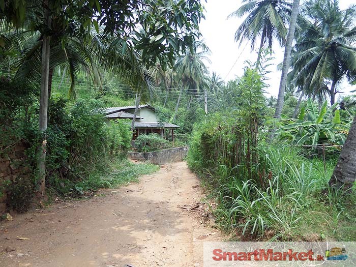 Well Cultivated 152 Perches Land for Sale in Matale.