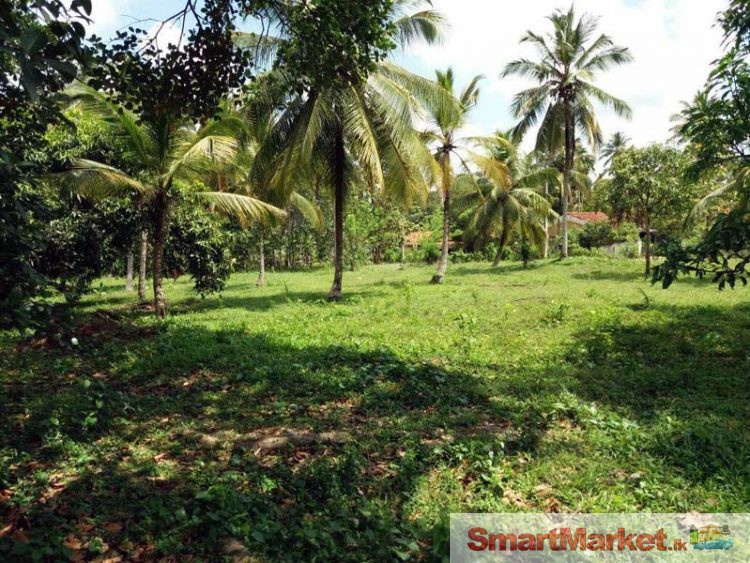 A Valuable 100 Perches Coconut Land for sale in Kurunegala.