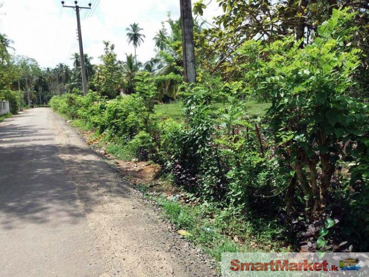 A Valuable 100 Perches Coconut Land for sale in Kurunegala.
