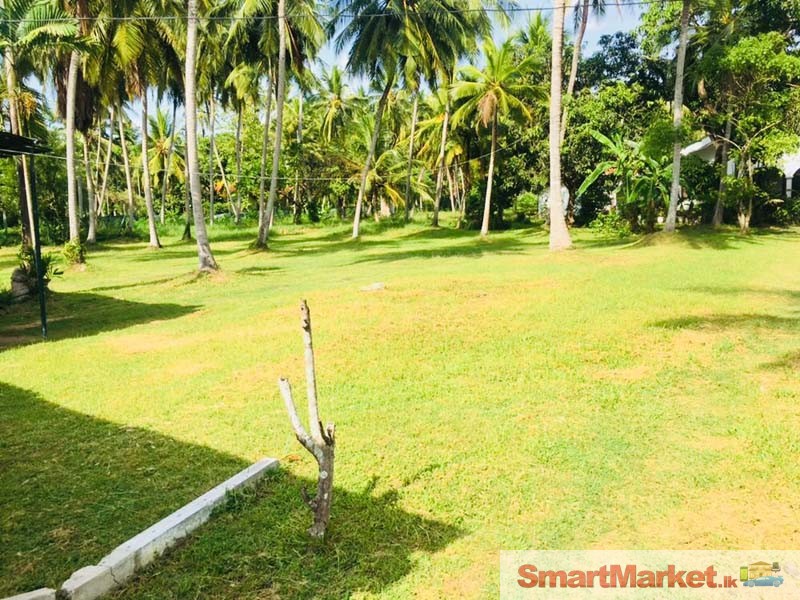 Coconut Land with Estate Bungalow for sale in Kurunagala.