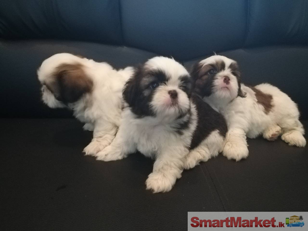 Lovely Shihtzu Puppies For Sale!
