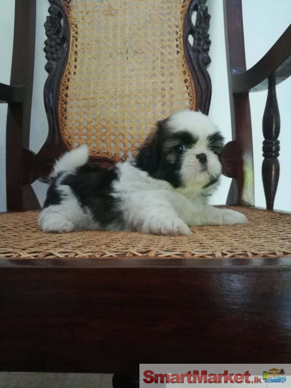 Lovely Shihtzu Puppies For Sale!