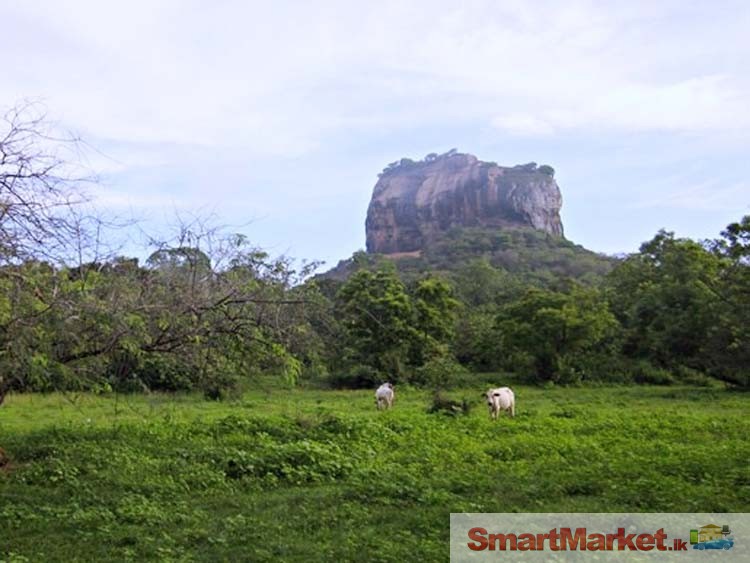 Land for Sale at Sigiriya with nice Rock View