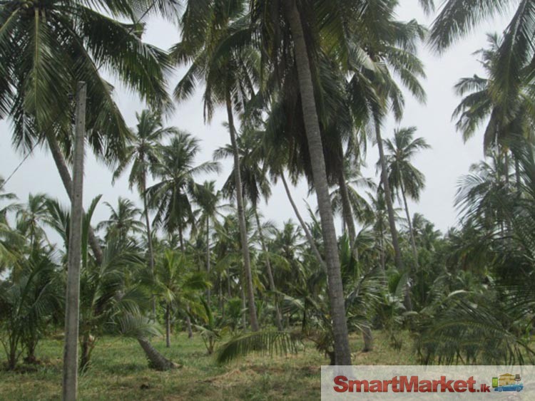 Valuable 15 acres Coconut Land for Sale in Chilaw